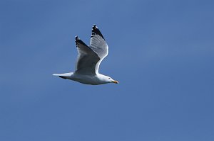 Gull, Herring, 2018-02219145 Gloucester, MA